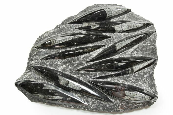 Polished Fossil Orthoceras (Cephalopod) Plate - Morocco #352329